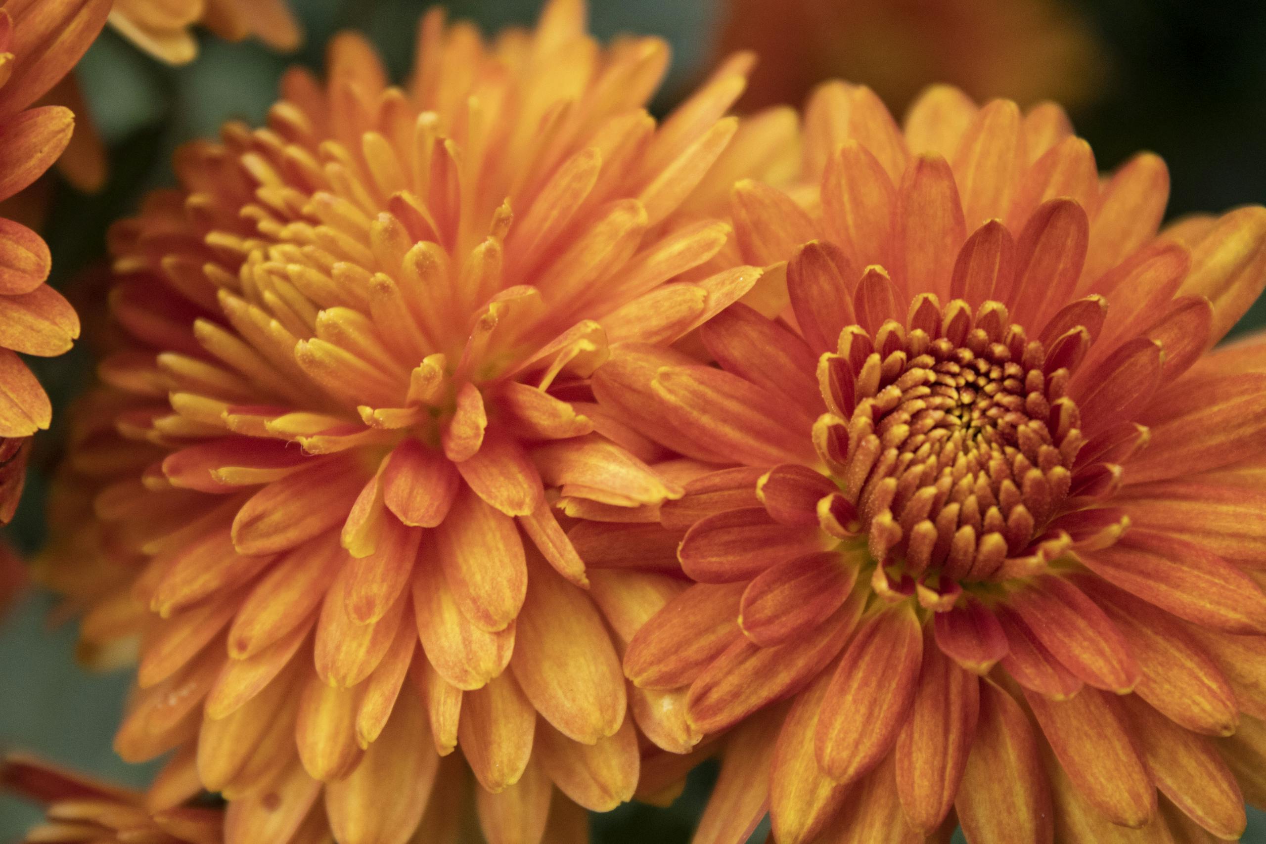 Close-up of vibrant orange chrysanthemums showcasing intricate petals and natural beauty.